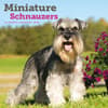 image Miniature Schnauzers 2026 Mini Wall Calendar Main Product Image