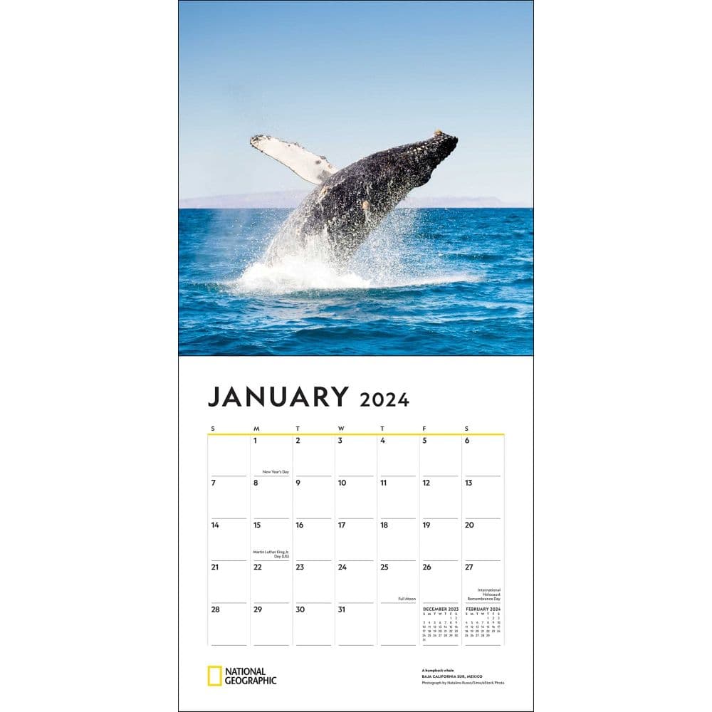 National Geographic Whales 2024 Wall Calendar