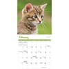 image Kittens 2025 Mini Wall Calendar Second Alternate Image width=&quot;1000&quot; height=&quot;1000&quot;