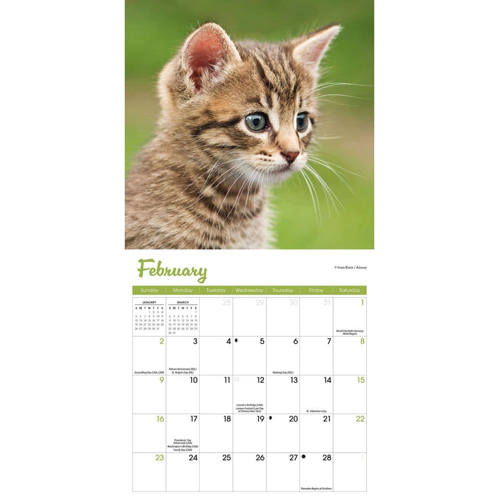 Kittens 2025 Mini Wall Calendar Second Alternate Image width=&quot;1000&quot; height=&quot;1000&quot;