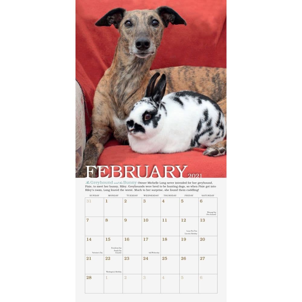 Business & Industrial Calendars Unlikely Friendships Mini Wall Calendar