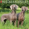 image Just Weimaraners 2025 Wall Calendar Main Image