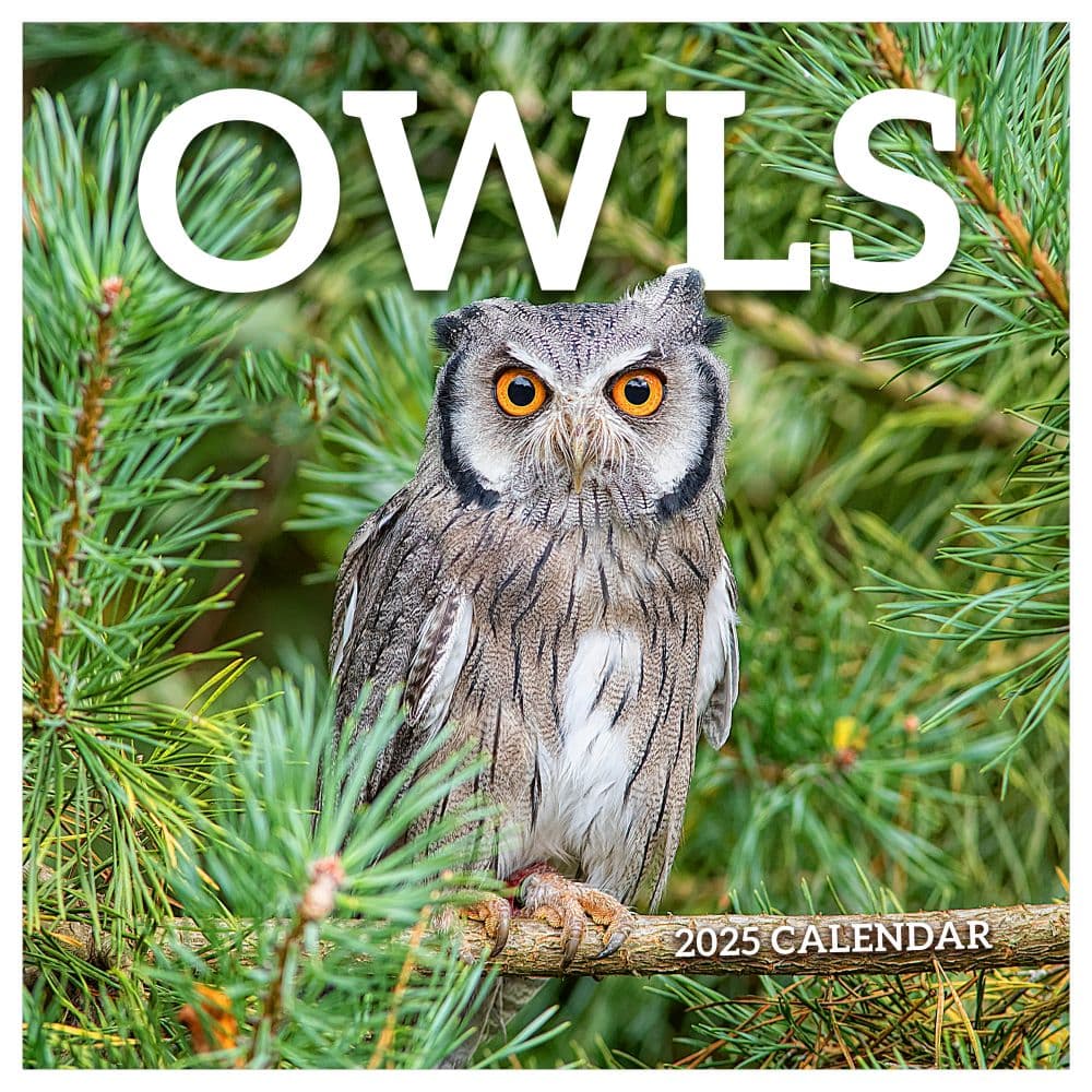 2025 Owl Calendar