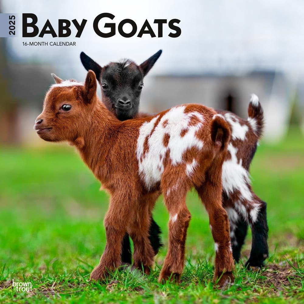 Baby Goats 2025 Wall Calendar  Main Image