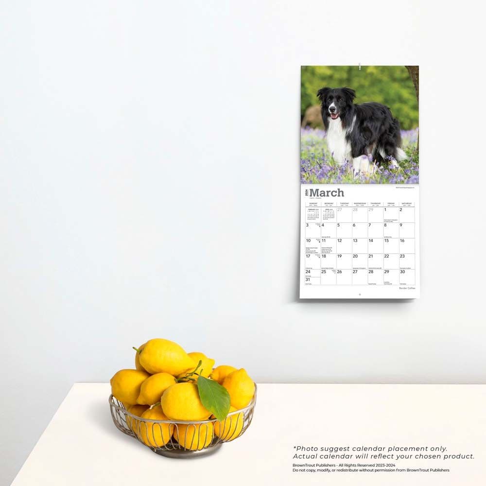 Border Collies 2024 Mini Wall Calendar Calendars Com   6584aeb0 7af5 4693 B6f6 9bd0b8afaead