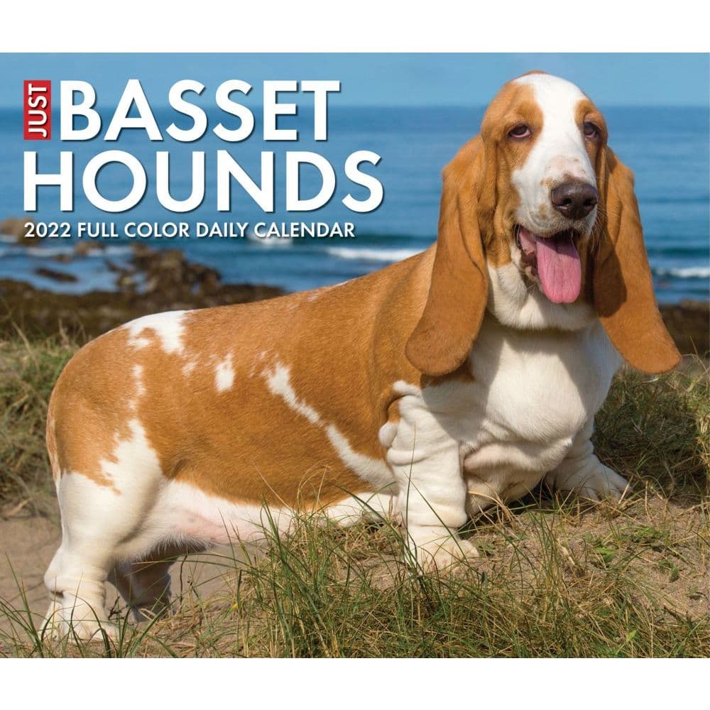 Just Basset Hounds 2022 Desk Calendar