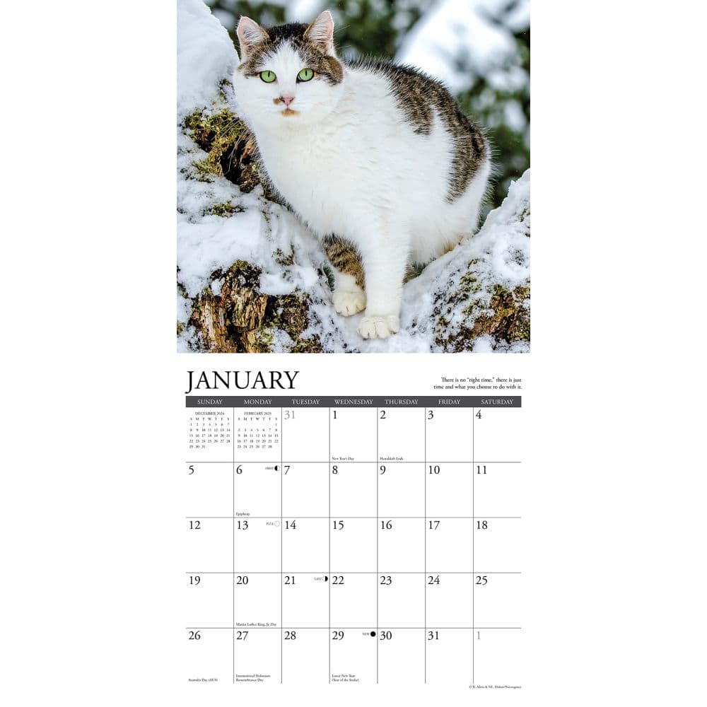 What Cats Teach Us 2025 Wall Calendar Second Alternate Image width=&quot;1000&quot; height=&quot;1000&quot;