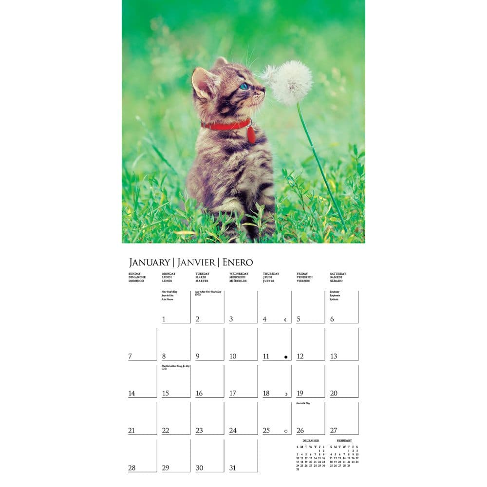Kittens Cute ASPCA 2024 Wall Calendar