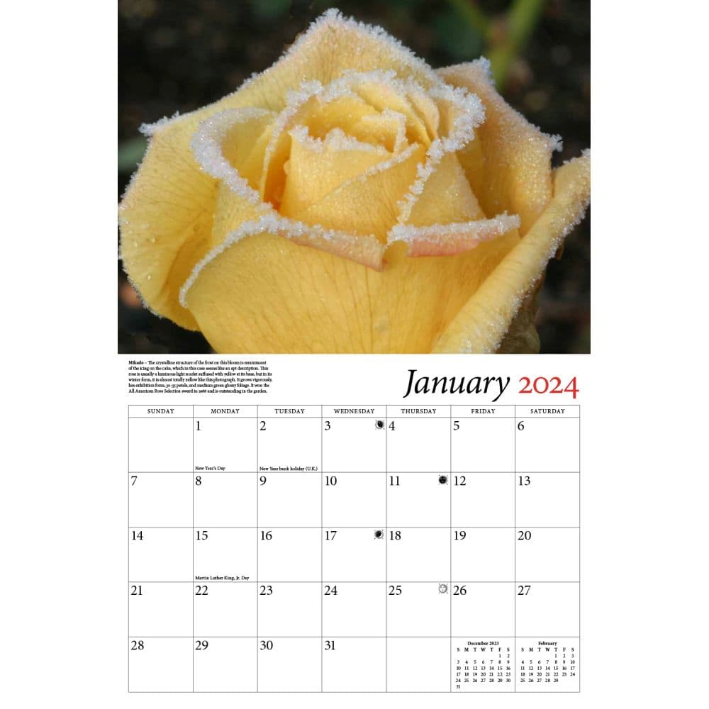 Roses Celebrating 2024 Wall Calendar Calendars Com   65cb7be8 21e9 48da 846d 153b558a6837