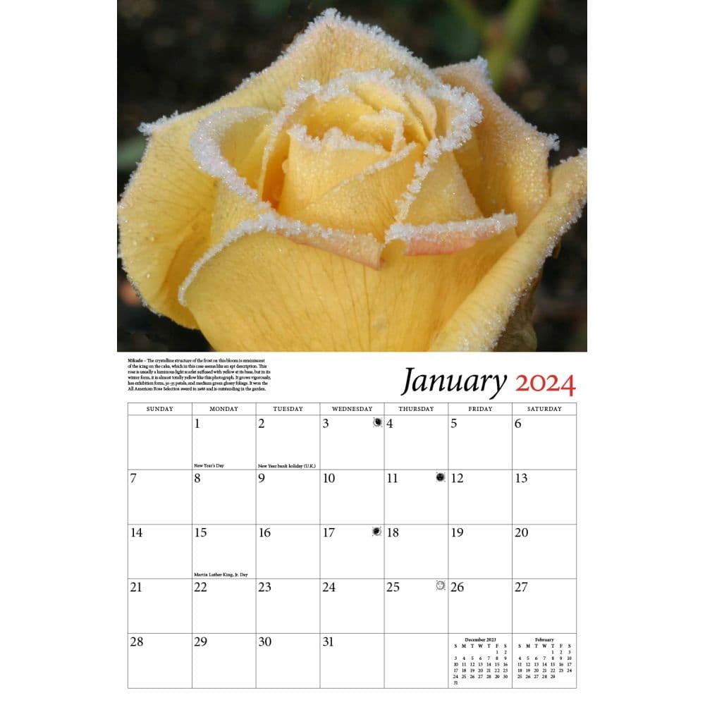 Roses Celebrating 2024 Wall Calendar Alternate Image 2