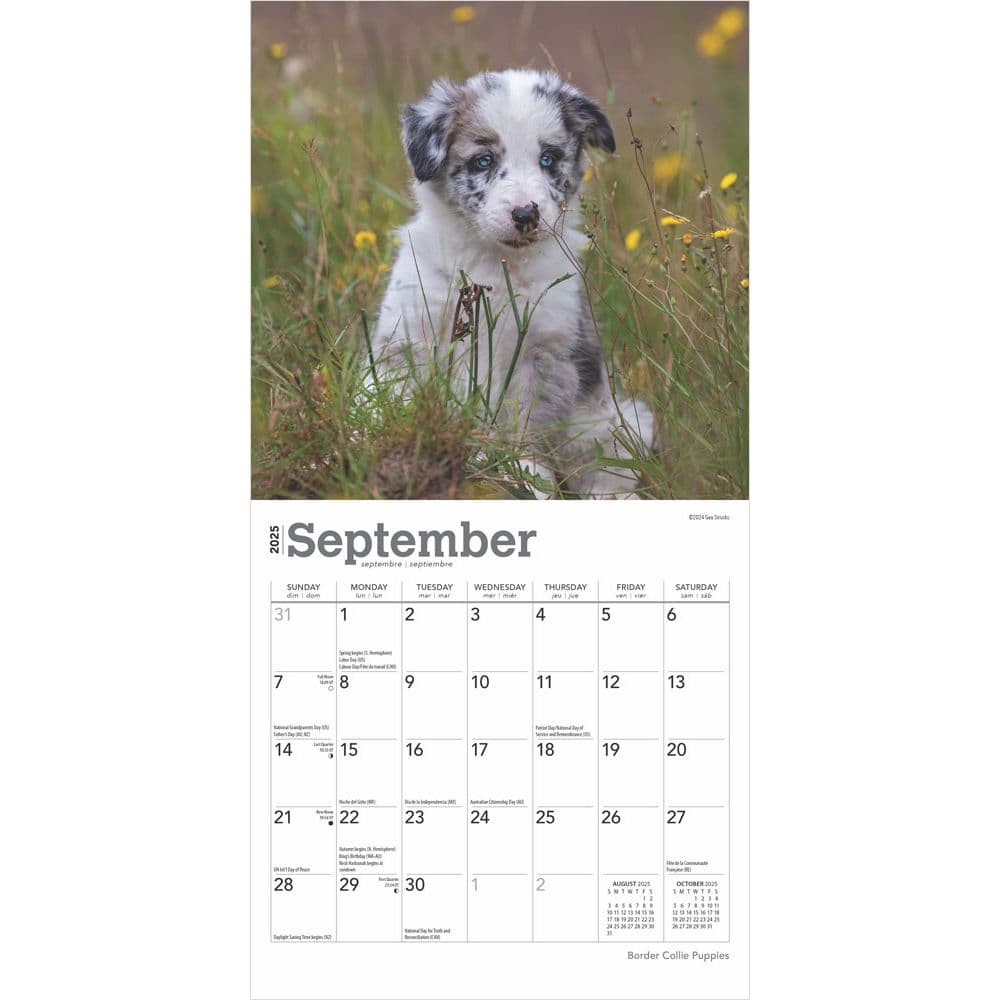 Border Collie Puppies 2025 Mini Wall Calendar Third Alternate Image width=&quot;1000&quot; height=&quot;1000&quot;