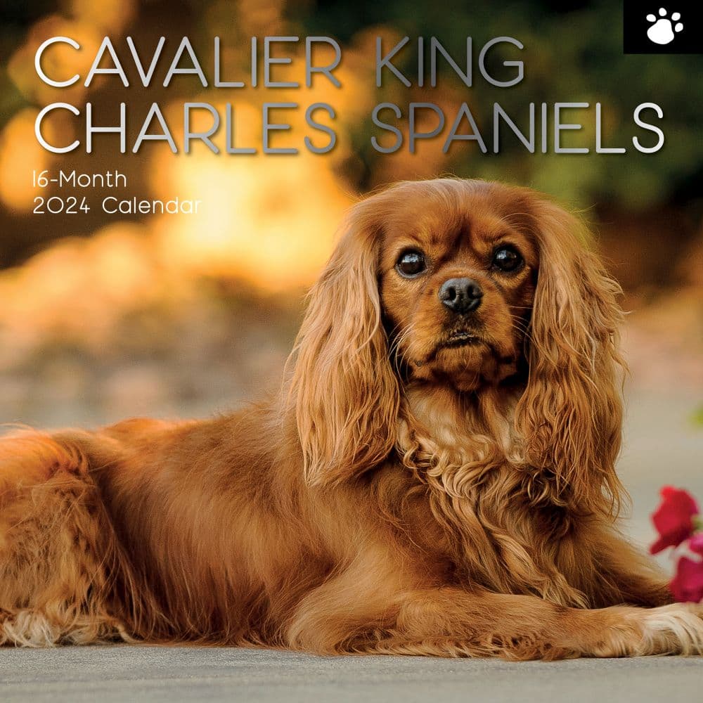 Cavalier King Charles Spaniels 2024 Wall Calendar