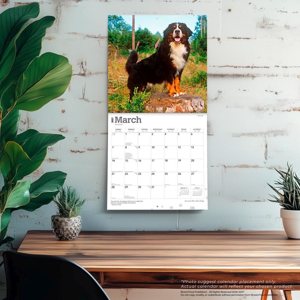 Bernese Mountain Dogs 2027 Wall Calendar Fourth Alternate Image