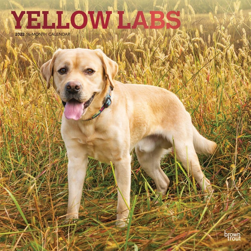 Labrador Retrievers Yellow 2022 Wall Calendar