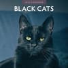 image Black Cats 2026 Wall Calendar Main Product Image