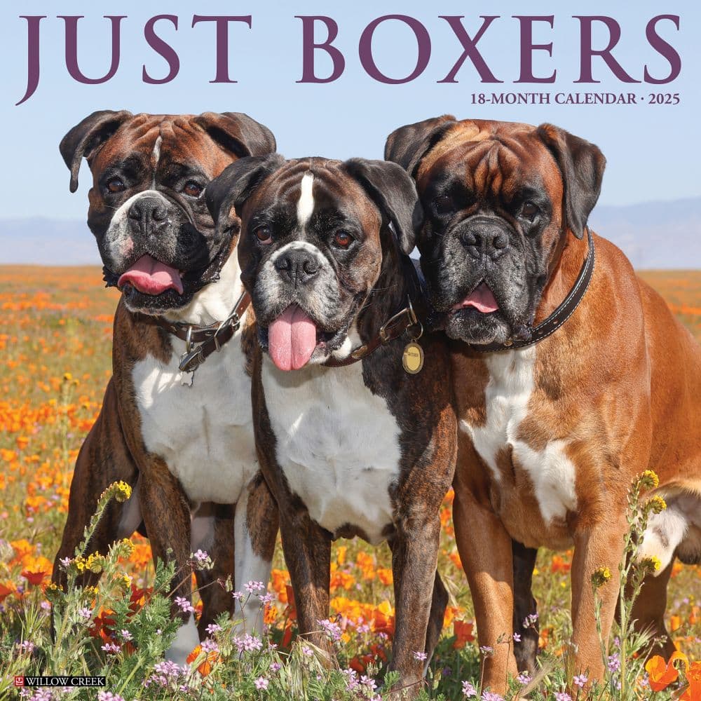 Just 2025 Boxers 2025 Wall Calendar