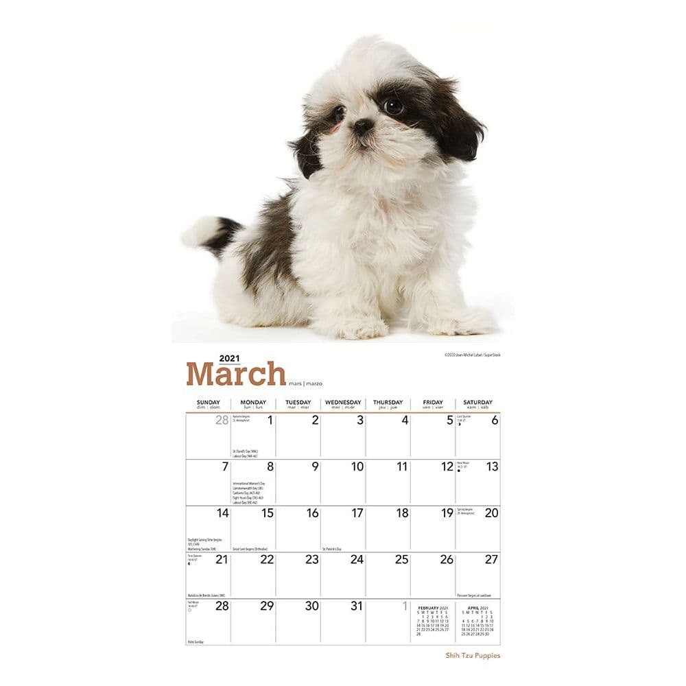 shih-tzu-puppies-mini-calendar-calendars