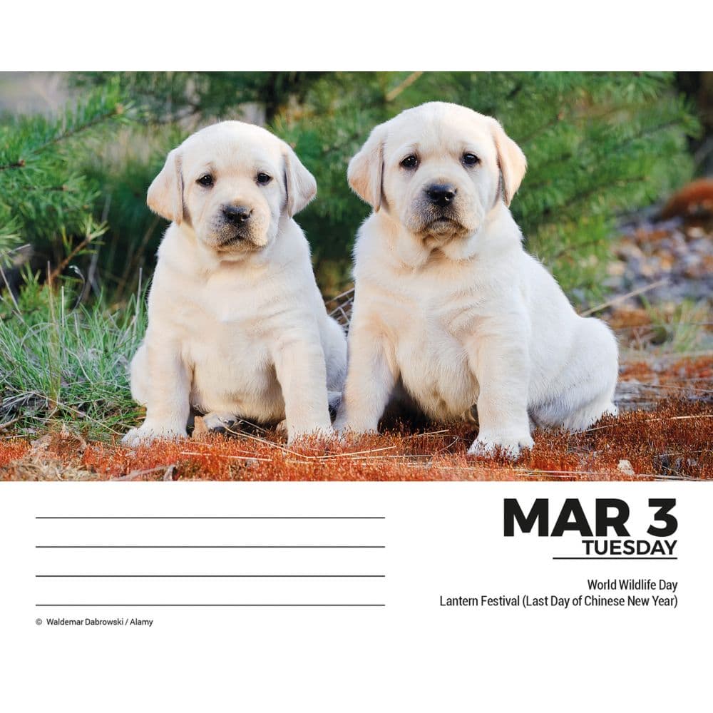 Labs 2026 Desk Calendar Second Alternate Image