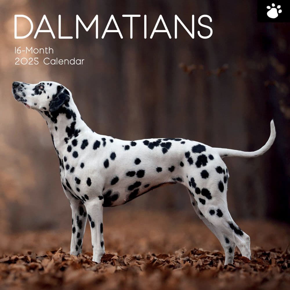 Dalmatian Calendar 2025 Adiana Opaline