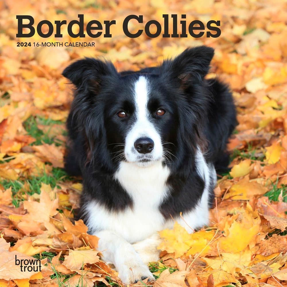 Border Collies 2024 Mini Wall Calendar Calendars Com   6679251f 797d 492a 983e 071a0a6dce79