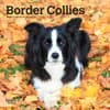 image Border Collies 2024 Mini Wall Calendar Main Product Image width=&quot;1000&quot; height=&quot;1000&quot;