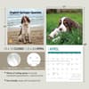 image English Springer Spaniels 2024 Wall Calendar Eighth Alternate Image width=&quot;1000&quot; height=&quot;1000&quot;