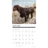 image Sporting Dogs 2026 Wall Calendar Second Alternate Image