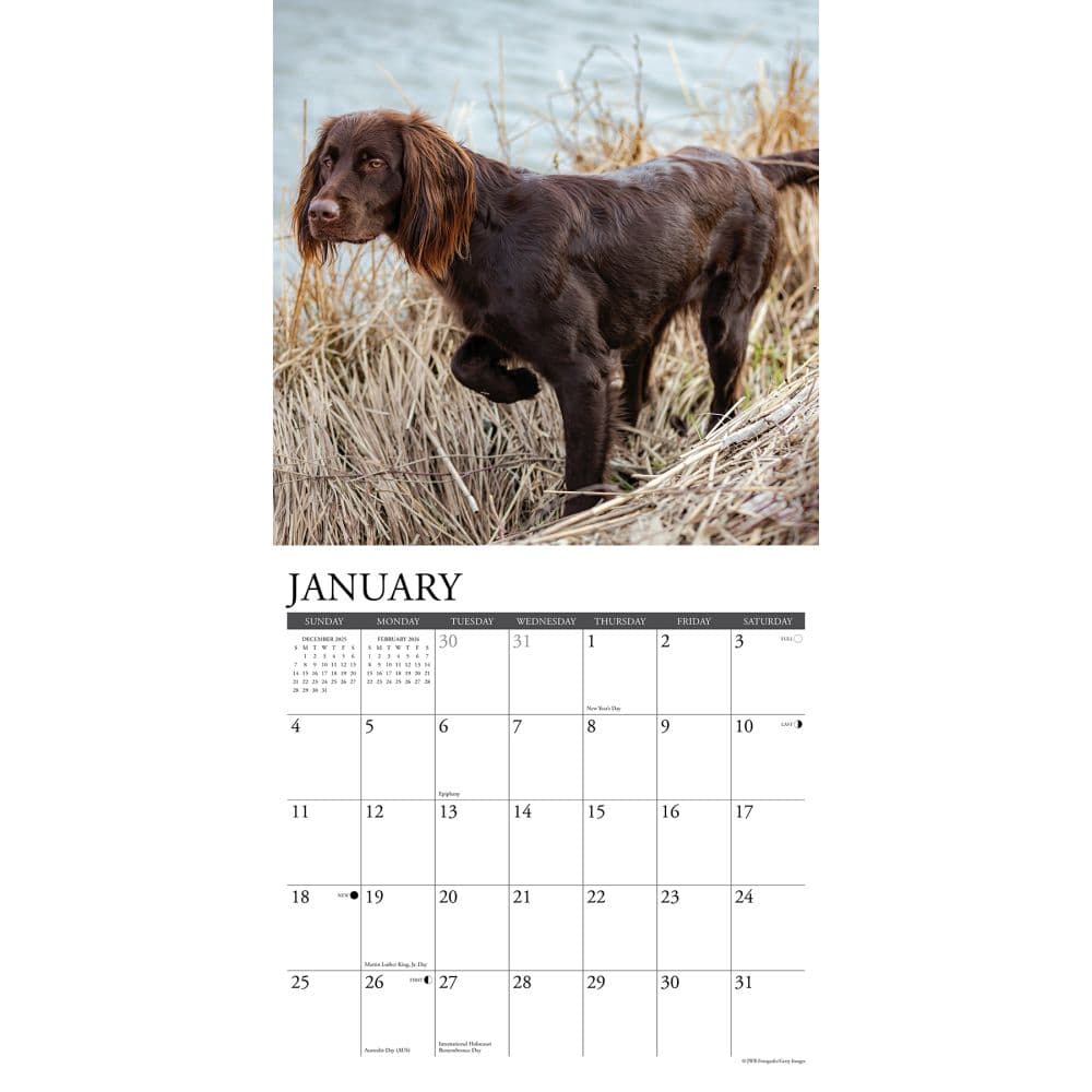 Sporting Dogs 2026 Wall Calendar Second Alternate Image