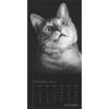 image Cat Regal Portrait Series 2025 Wall Calendar Third Alternate Image