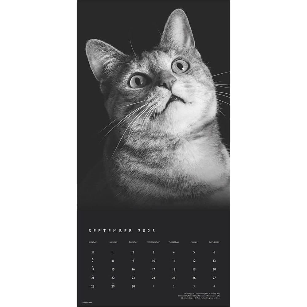 Cat Regal Portrait Series 2025 Wall Calendar Third Alternate Image