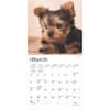 image Yorkshire Terrier Puppies 2025 Mini Wall Calendar Second Alternate Image width=&quot;1000&quot; height=&quot;1000&quot;