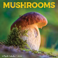 image Mushroom Art 2026 Wall Calendar Main Image