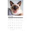 image Siamese Cats 2026 Wall Calendar Second Alternate Image