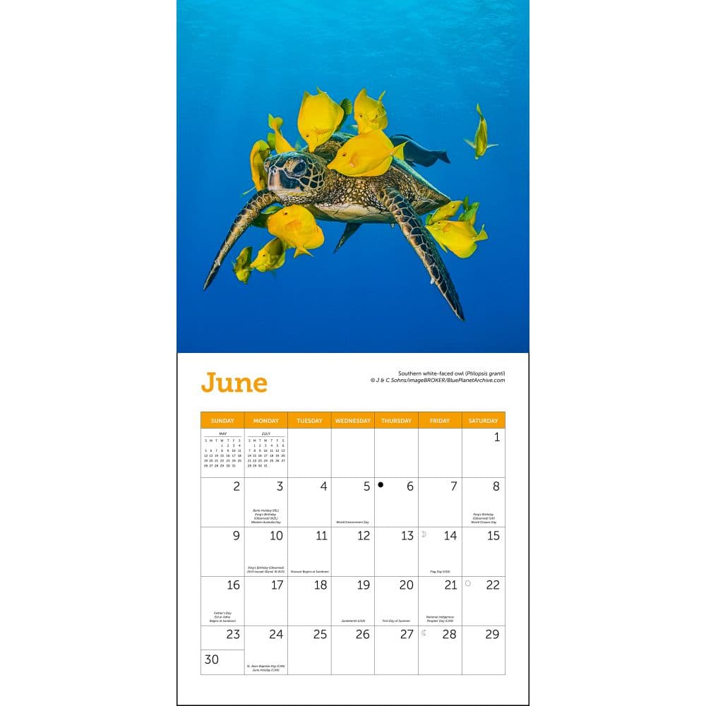 Sea Turtles 2024 Mini Wall Calendar alternate 3