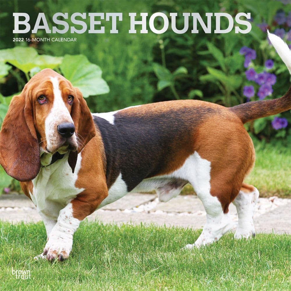 Basset Hounds 2022 Wall Calendar