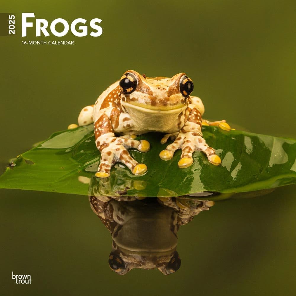 Frogs 2025 Wall Calendar
