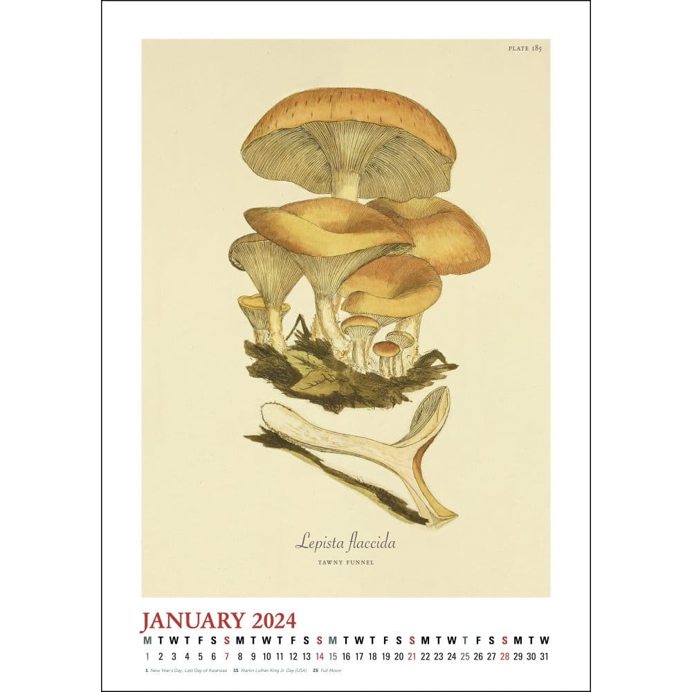 Mushroom Poster 2024 Wall Calendar Second Alternate Image width=&quot;1000&quot; height=&quot;1000&quot;