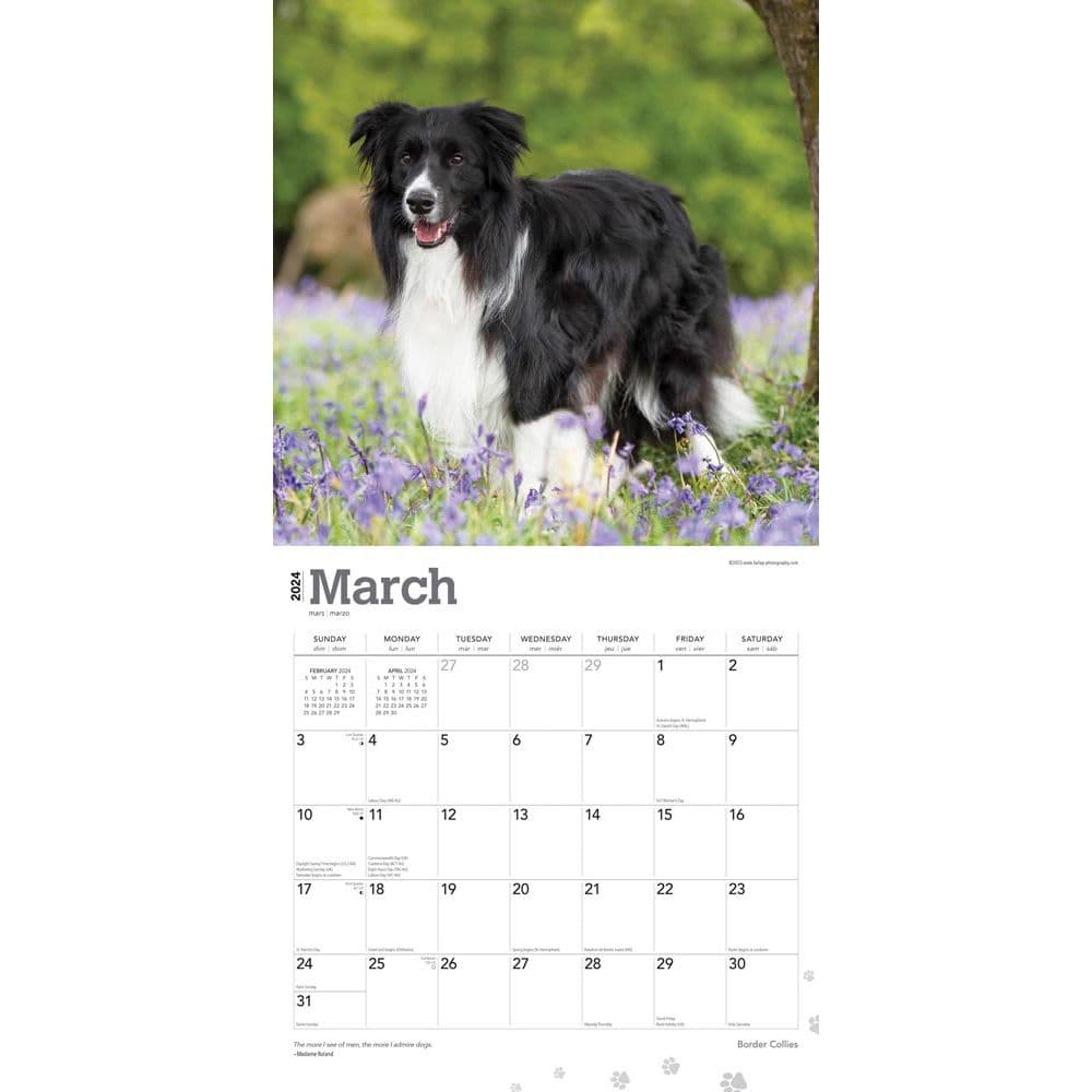 Border Collies 2024 Wall Calendar Calendars Com   6779c1d3 3e60 43c4 B710 23752b4fa5b2