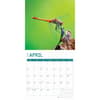 image Dragonflies 2025 Wall Calendar Second Alternate Image width="1000" height="1000"