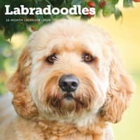 image Just Labradoodles 2026 Wall Calendar Main Image