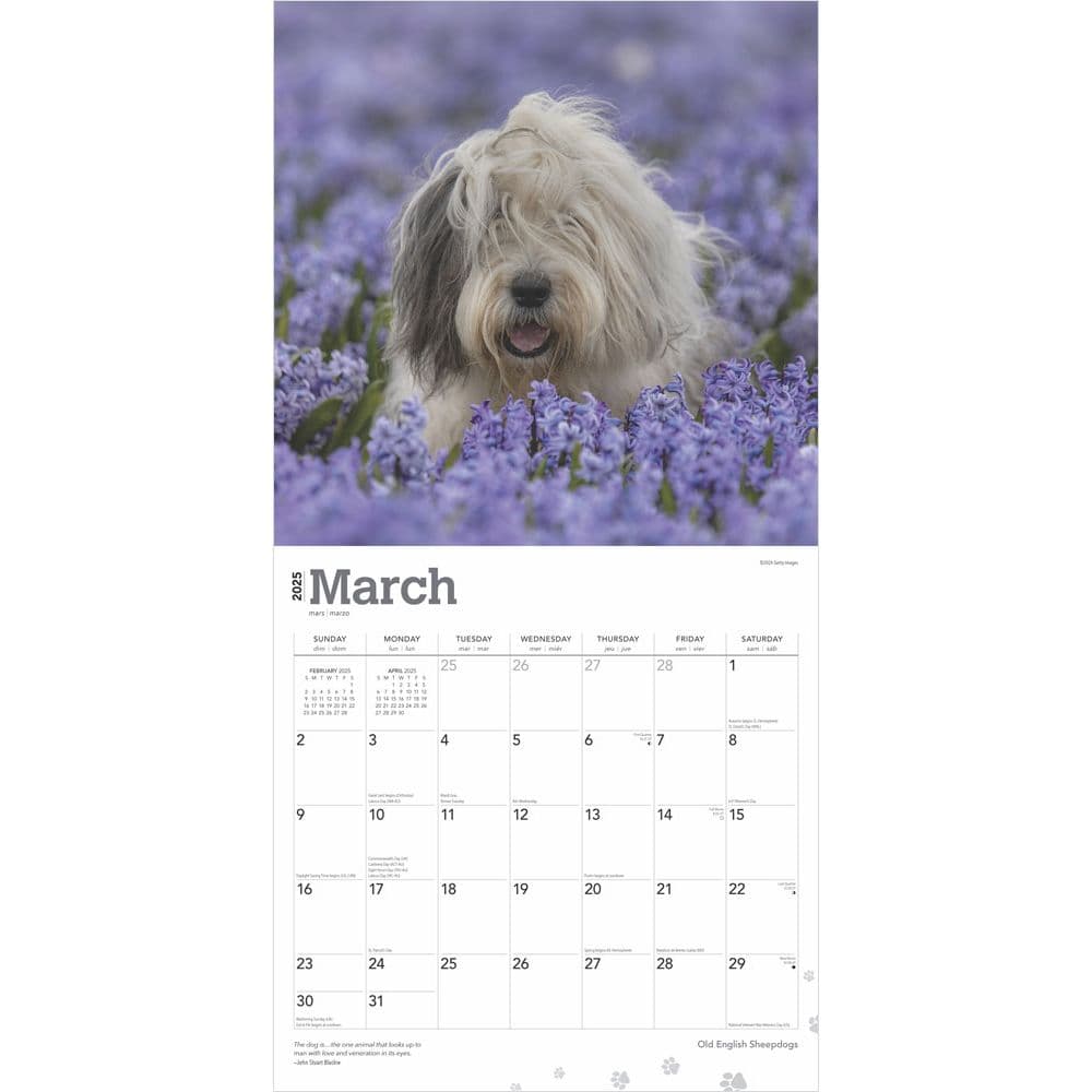 Old English Sheepdogs 2025 Wall Calendar Second Alternate Image width=&quot;1000&quot; height=&quot;1000&quot;