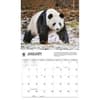 image Giant Pandas WWF 2026 Wall Calendar Second Alternate Image