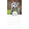 image Staffordshire Bull Terriers 2027 Wall Calendar Second Alternate Image