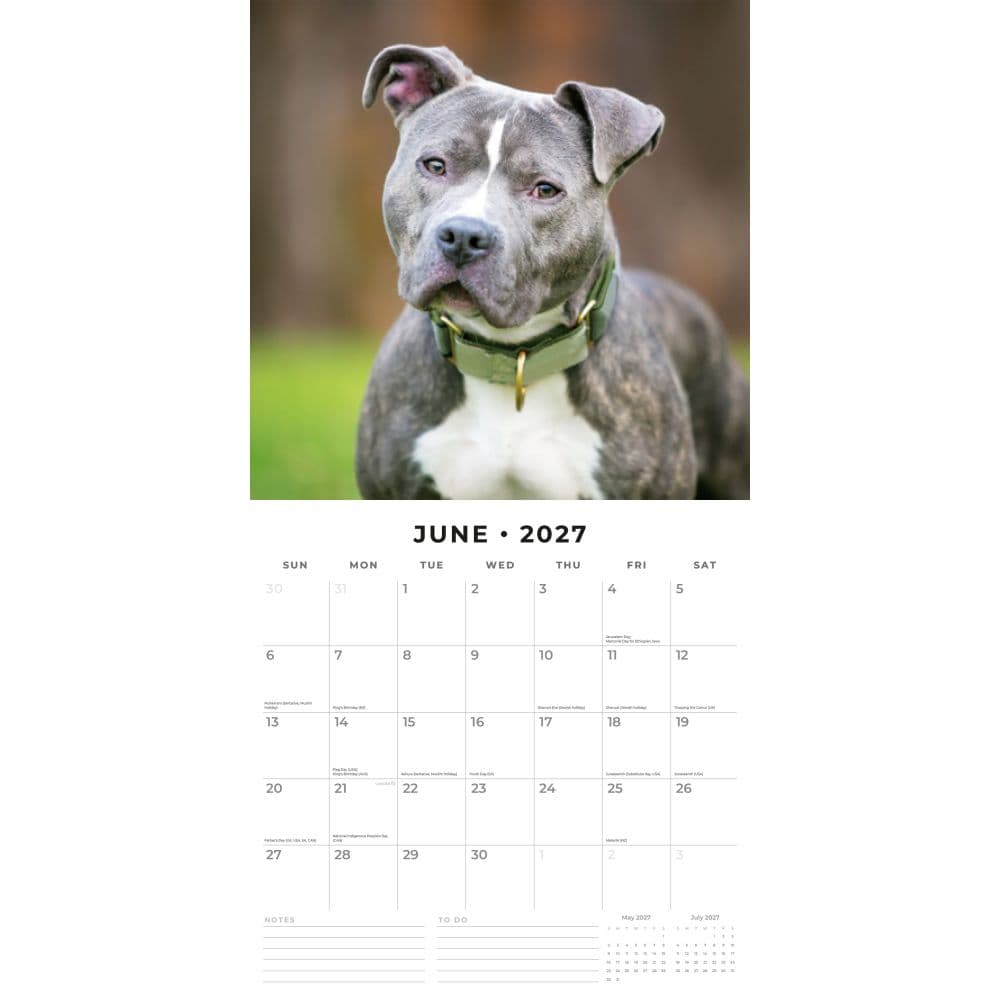 Staffordshire Bull Terriers 2027 Wall Calendar Second Alternate Image
