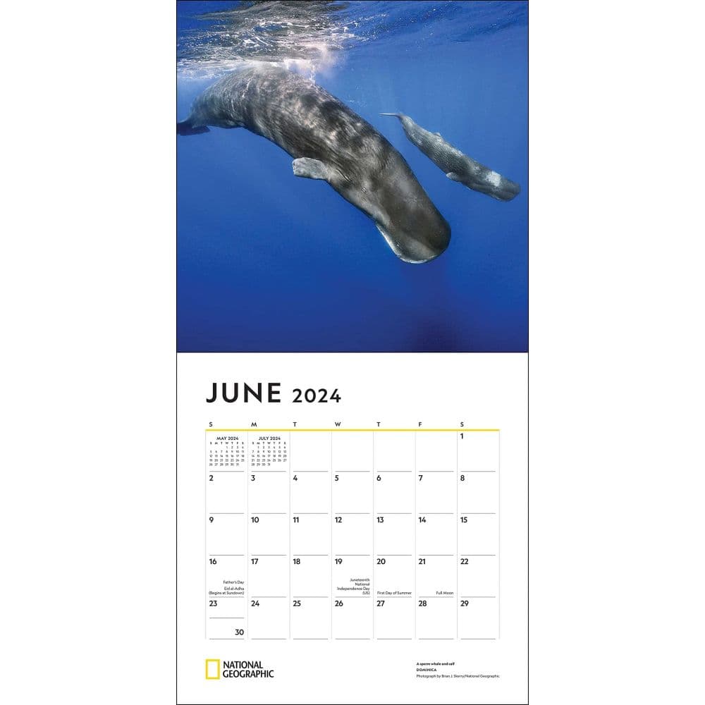 National Geographic Whales 2024 Wall Calendar