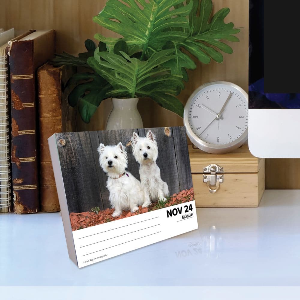 Just Westies 2025 Desk Calendar on a desk