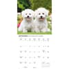 image Bichon Frise Puppies 2026 Wall Calendar Fourth Alternate Image