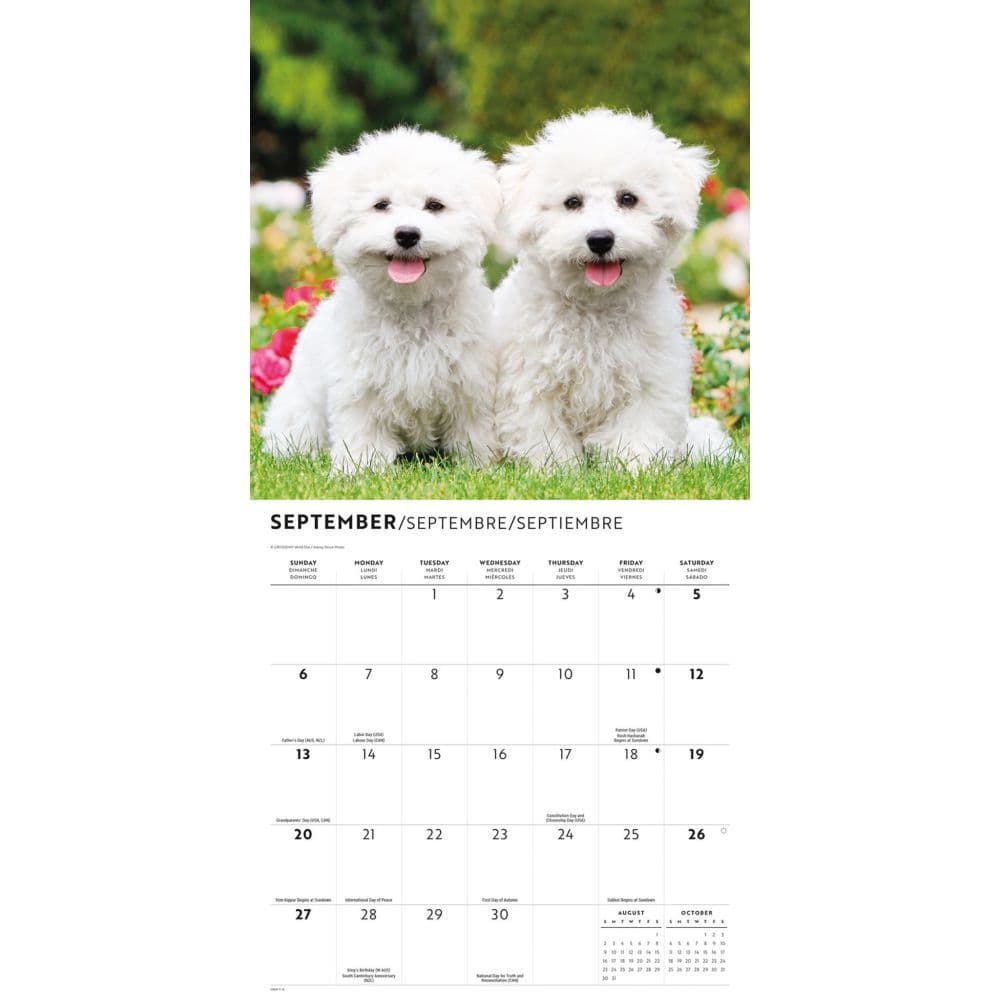 Bichon Frise Puppies 2026 Wall Calendar Fourth Alternate Image