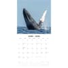 image Whales 2026 Wall Calendar Second Alternate Image