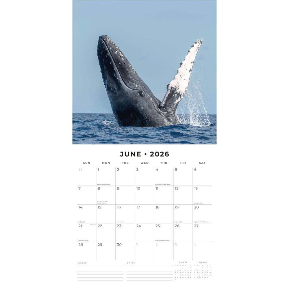 Whales 2026 Wall Calendar Second Alternate Image
